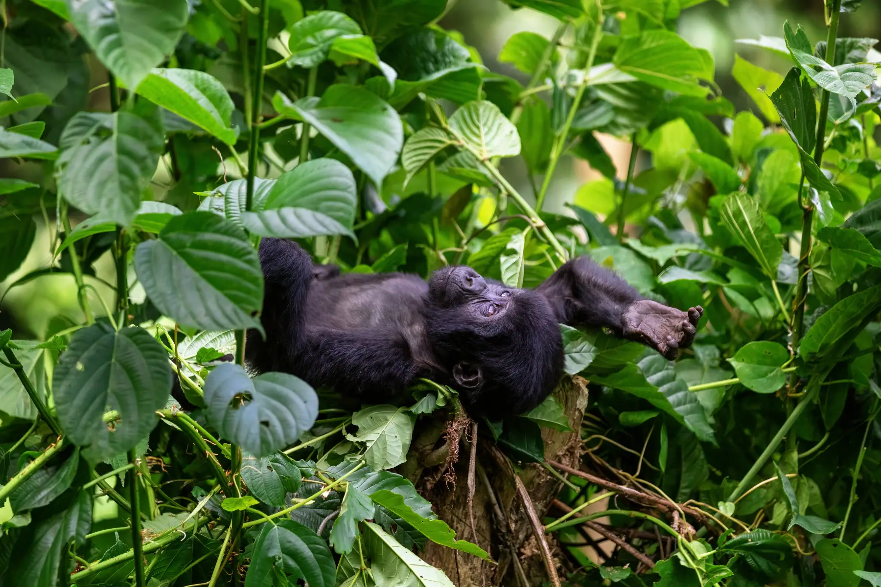 Gorilla Safari Itinerary 4